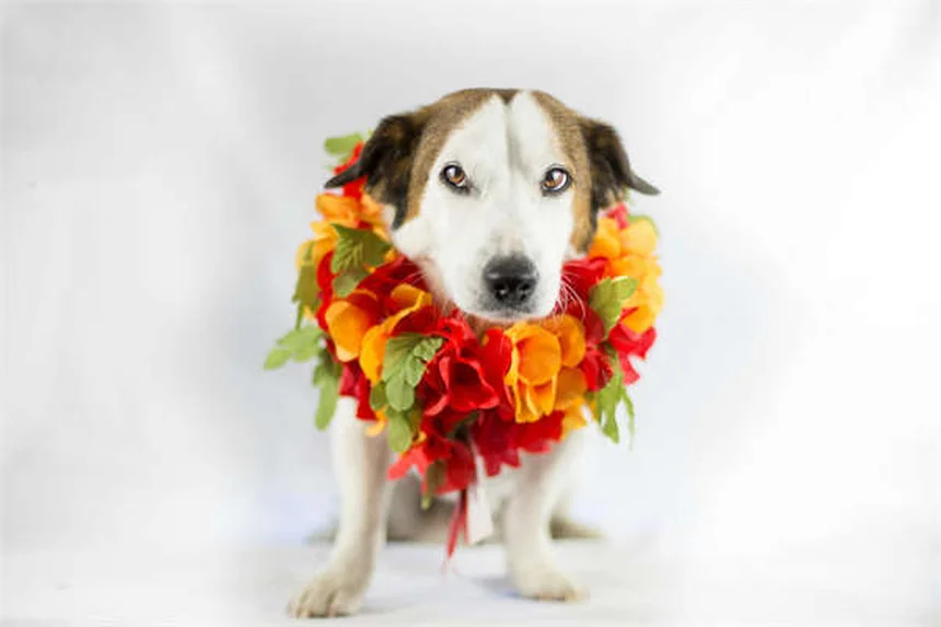 2026 Jeep Grand Wagoneer: Big Changes, Better Value & 500-Mile Range